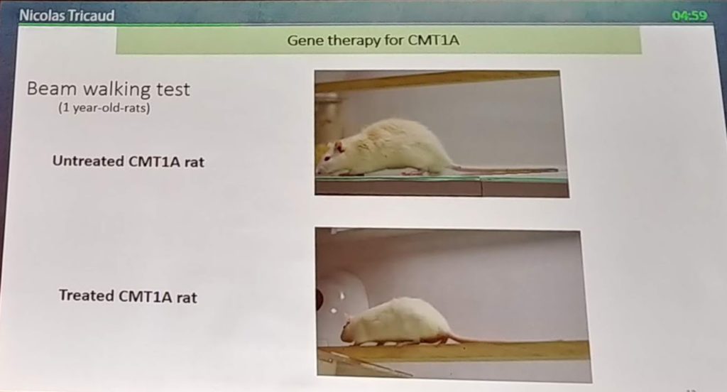 Terapia Genica CMT1A