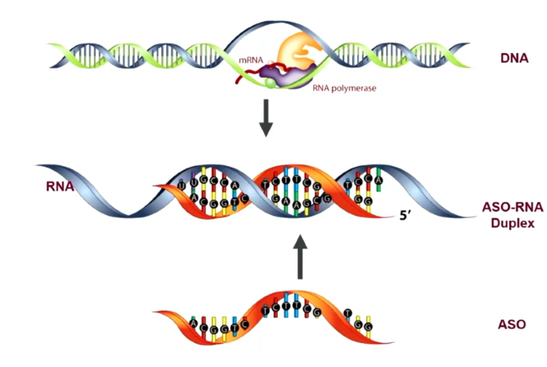 ASO antisense Oligonucleotides - Oligonucleotidi anti-senso per la Charcot-Marie-Tooth