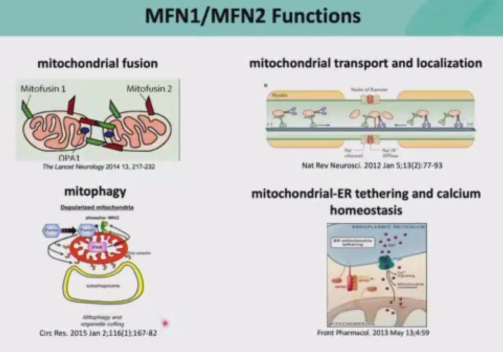 Il ruolo della Mitofusina 1 e 2 nella Charcot-Marie-Tooth - PNS2020