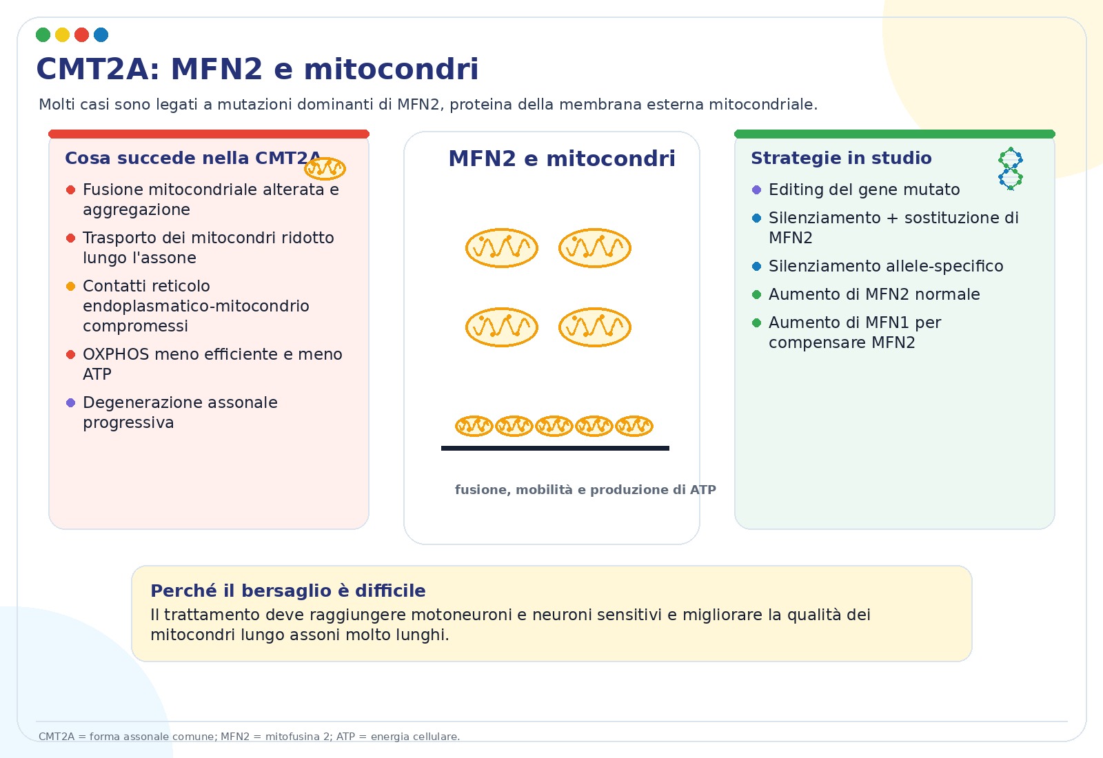Patogenesi della CMT2A e possibili terapie geniche mirate a MFN2
