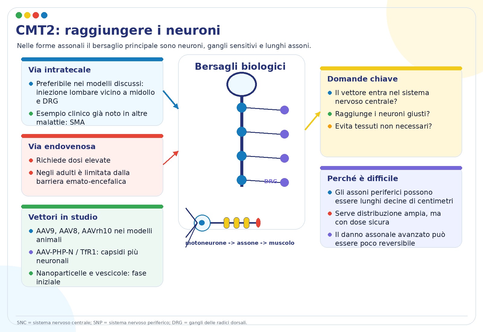 Schema di targeting dei motoneuroni e dei neuroni sensitivi per terapie geniche CMT2