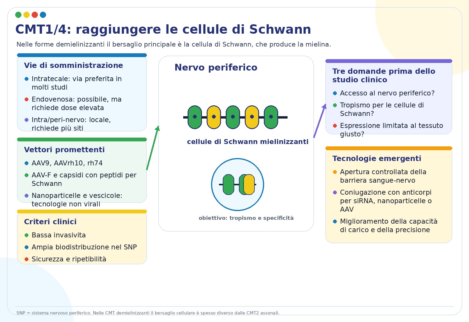 Schema di targeting delle cellule di Schwann per terapie geniche CMT1 e CMT4