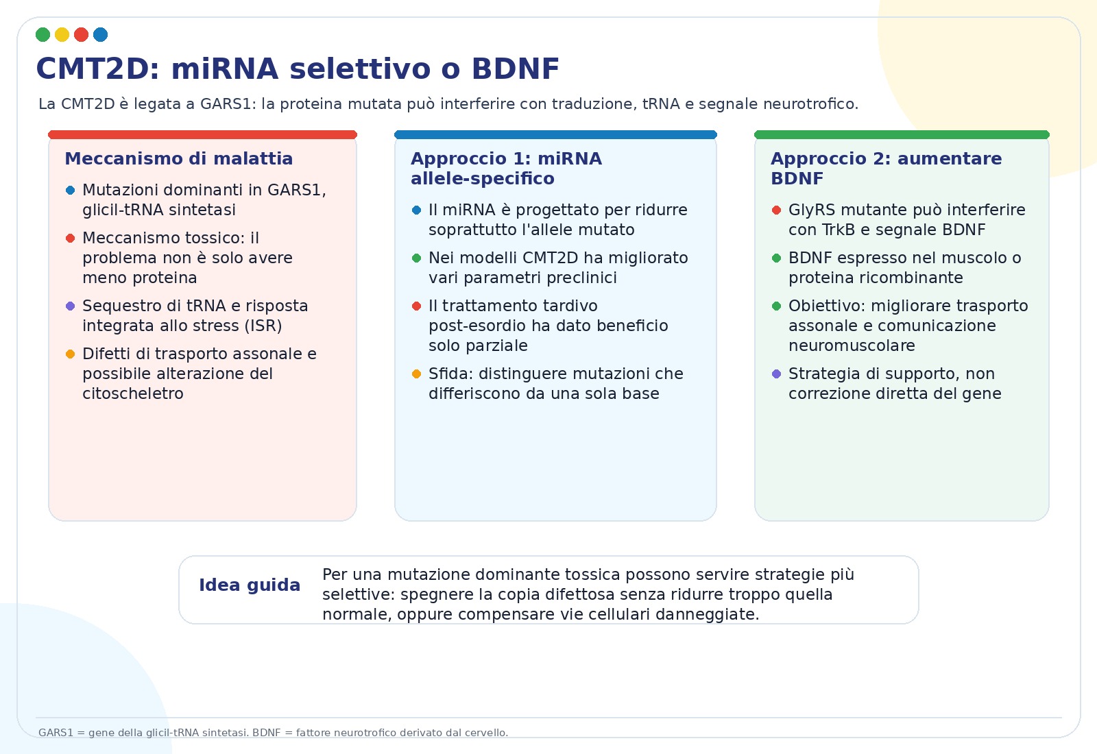 Silenziamento allele-specifico e BDNF nella CMT2D