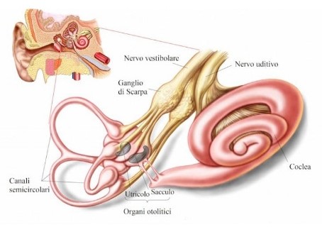 Sistema Vestibolare, equilibrio e Charcot-Marie-Tooth