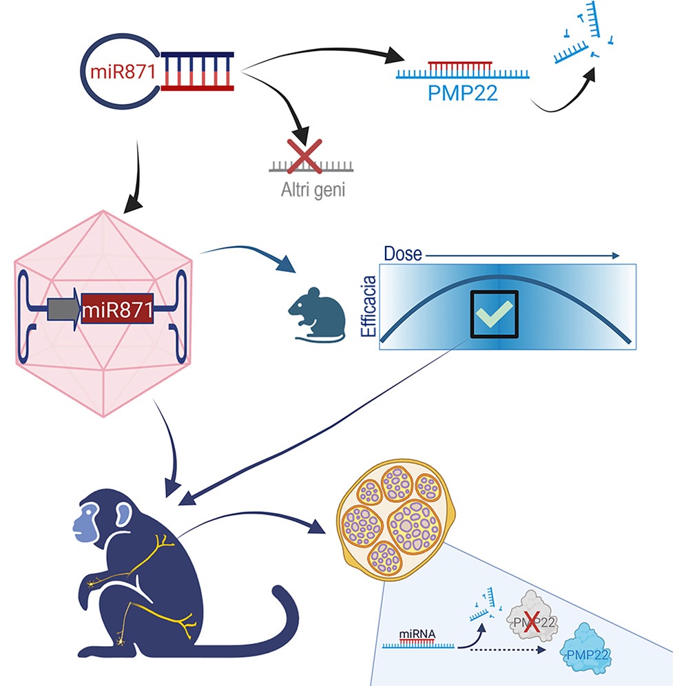 Somministrazione Terapia Genica CMT1A