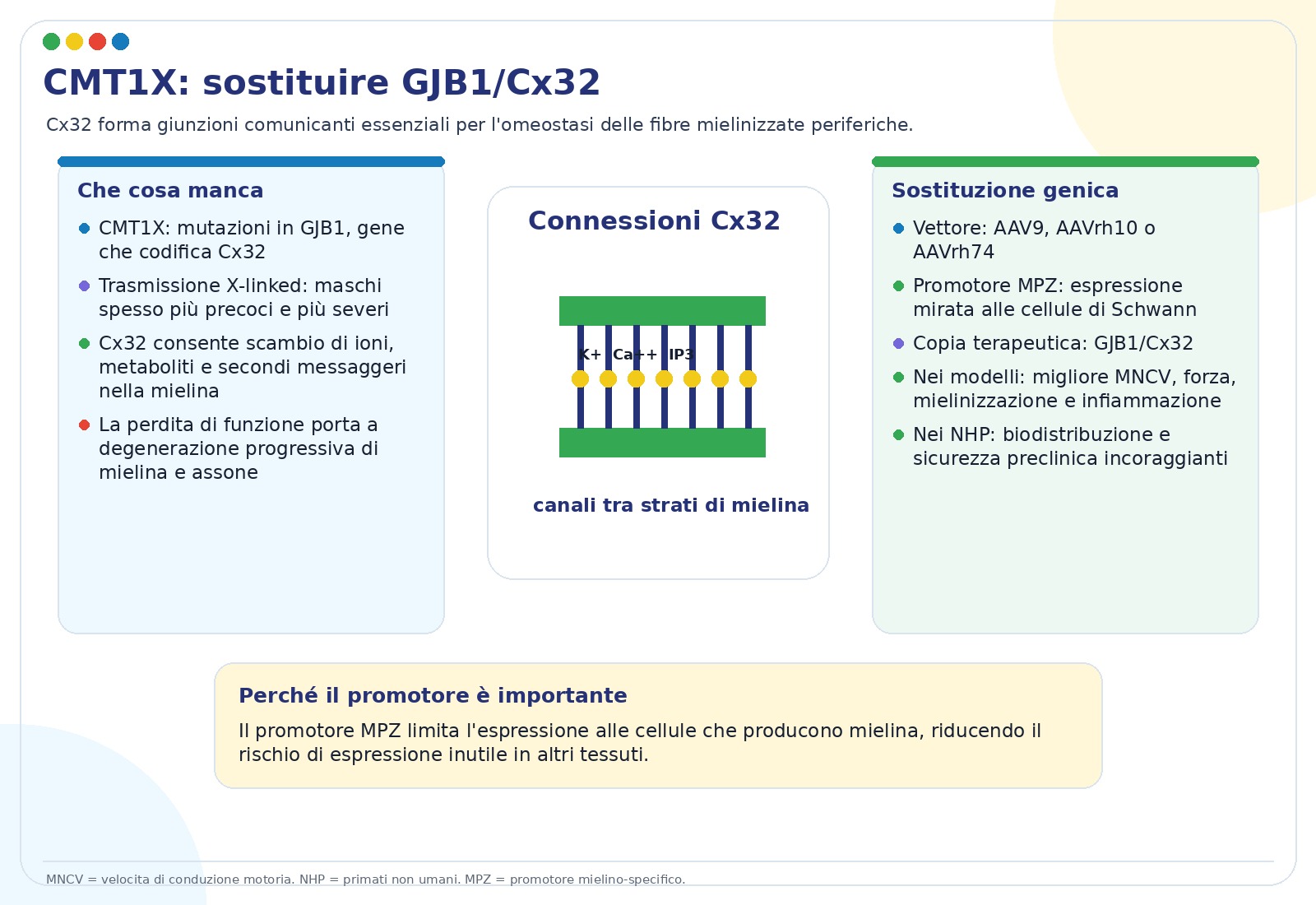 Sostituzione genica GJB1 con AAV9 nella CMT1X