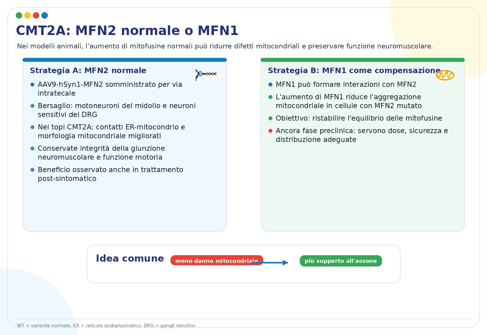 Sovraespressione di MFN2 wild-type come trattamento per CMT2A