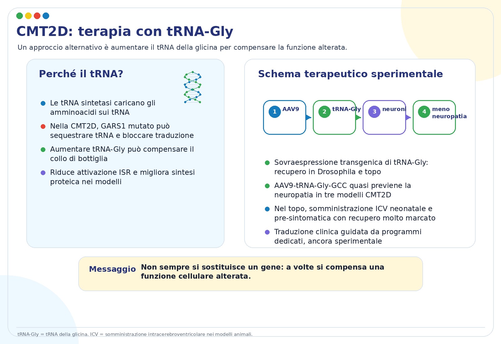 Terapia con tRNA glicina per CMT2D