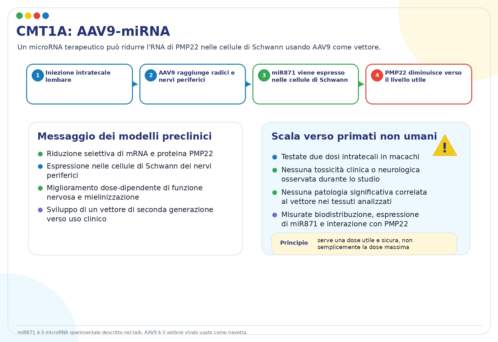 Terapia di silenziamento genico per CMT1A con AAV9-miRNA