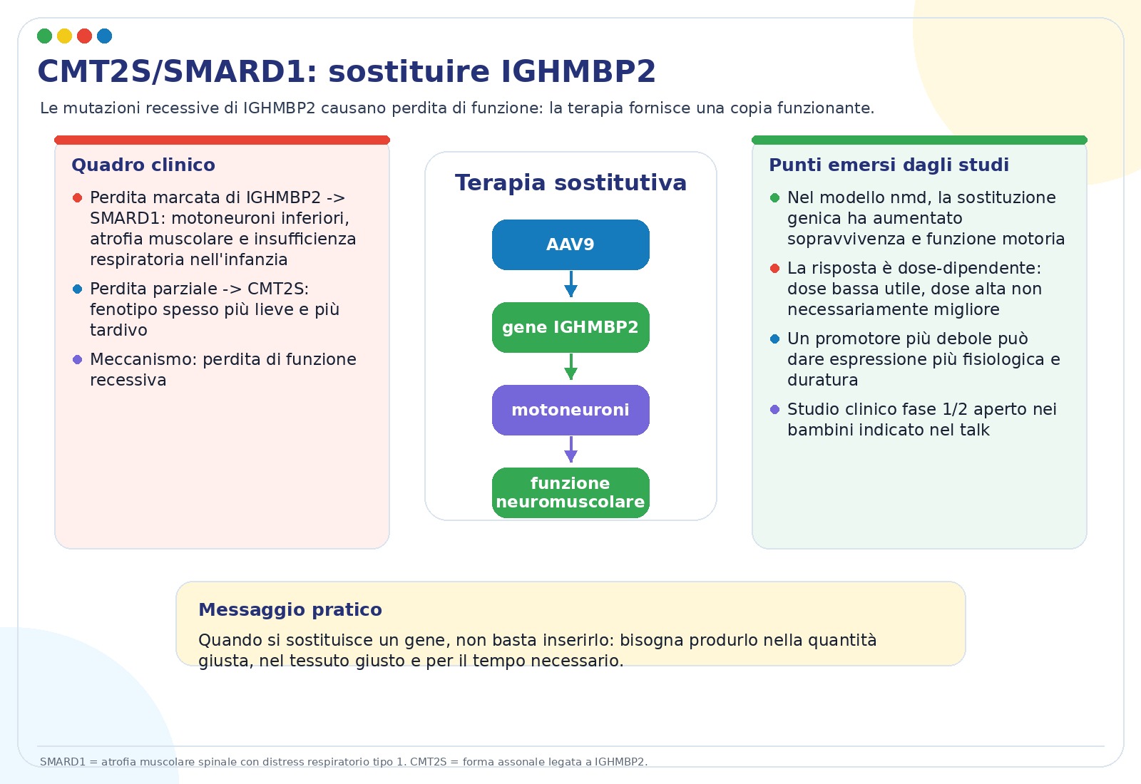 Terapia genica per SMARD1 e CMT2S con AAV9-IGHMBP2