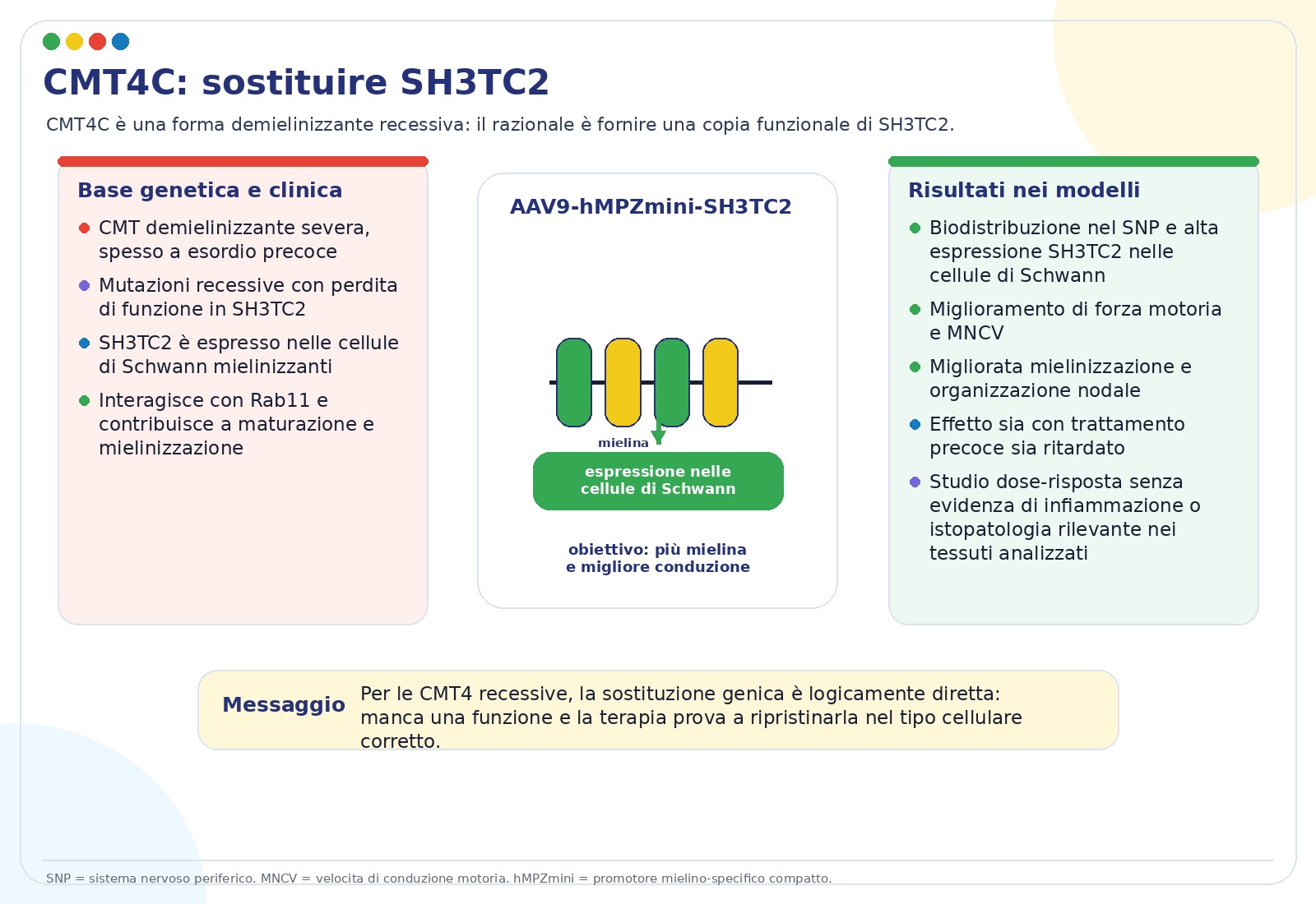 Terapia sostitutiva SH3TC2 nella CMT4C