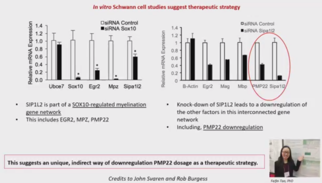 siRNA mir CMT - Peripheral Nerve Society 2020