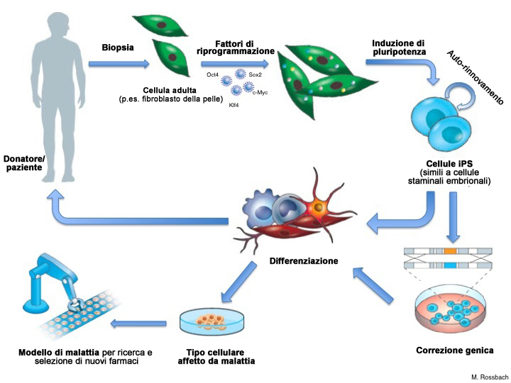 cellule staminali pluripotenti indotte (iPSC)